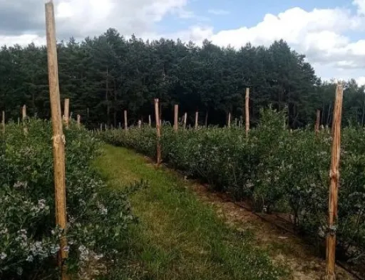 Лохина може плодоносити майже до ста років