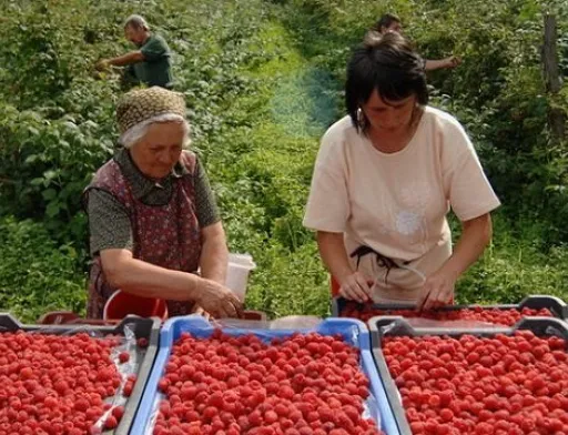 «Укрсадпром» стурбований блокуванням української малини на польському кордоні