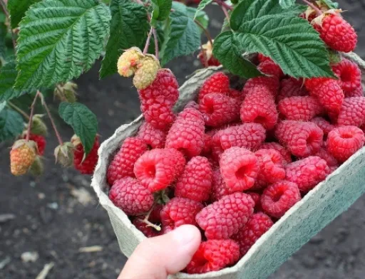 Рання малина вже у продажу: ціни шокують
