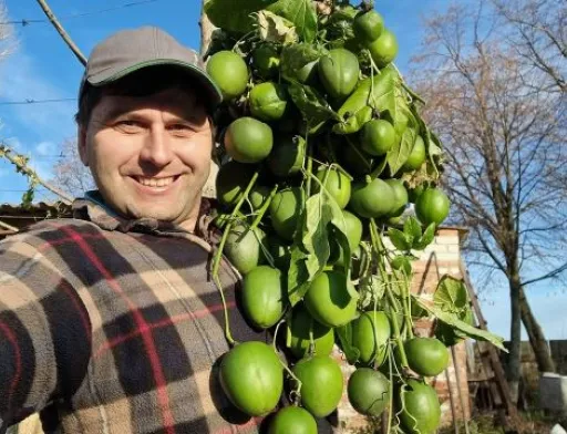 На Харківщині вродила маракуйя