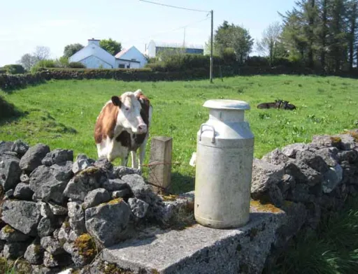 milk