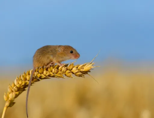 Поля озимого ріпаку масово атакують гризуни