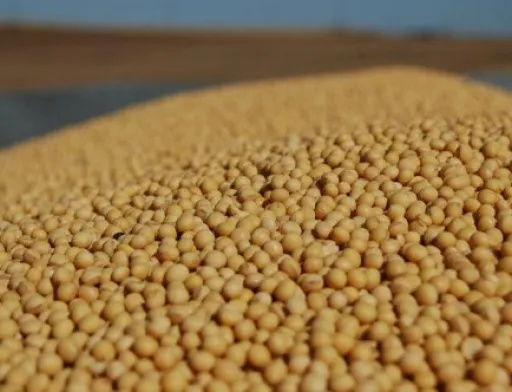 Syngenta анонсує запуск в Україні інноваційного інокулянта для сої АТУВА™