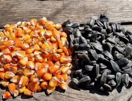 ФАО розподілить насіння кукурудзи та соняшнику серед фермерів Харківщини