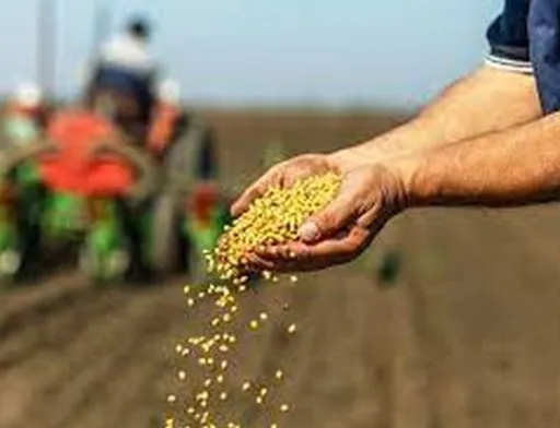 Закінчено прийом заявок на отримання насіння кукурудзи від USAID