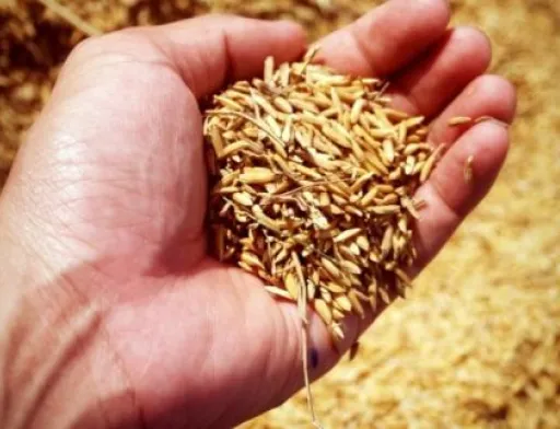 Китай зацікавився українською агропродукцією