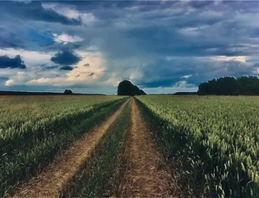 3,5 млн га залишаться незасіяними