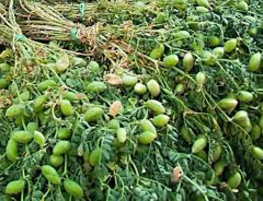Україна нарощує виробництво нуту