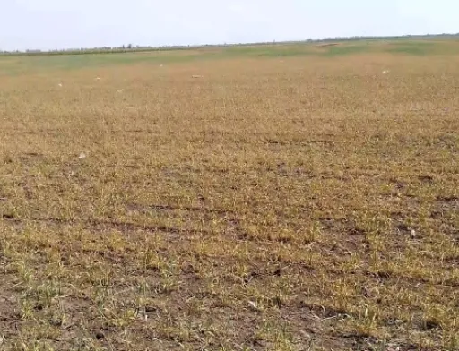 Голова Одеської області просить від уряду допомоги через посуху