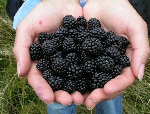 ogyna