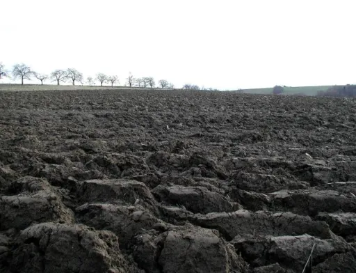 Орати чи не орати? — Компанія «Кернел» провела відповідні дослідження