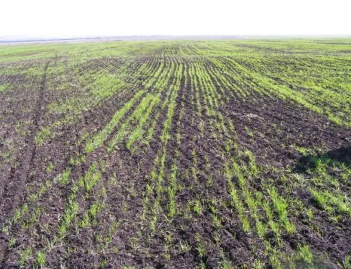 На півночі Миколаївщини зафіксовано найгірший стан озимих культур