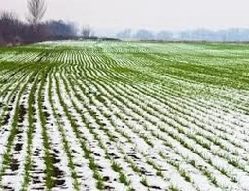 Озимі культури на всій території Україні перейшли у фазу спокою