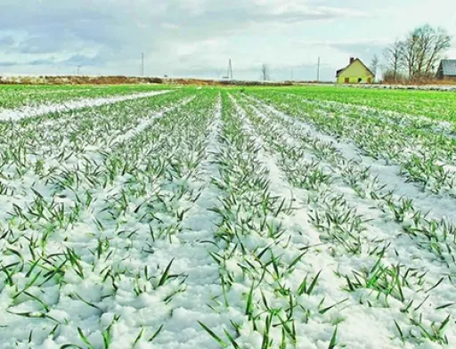 Україна. Погодні умови залишаються сприятливими для озимих культур