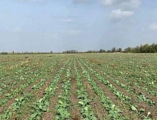 Озимий ріпак на півдні Миколаївщини в гарному стані
