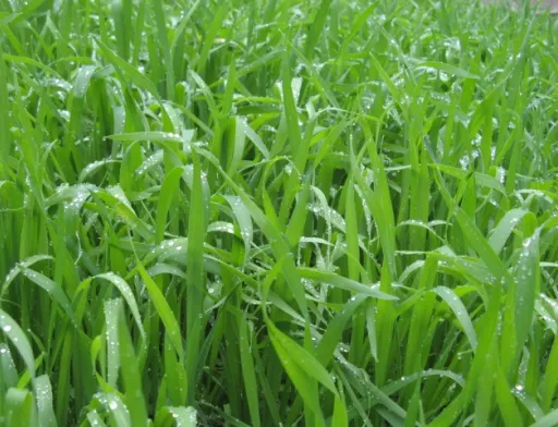 Як підтримати озимі цієї весни? Поради експертів ALFA Smart Agro