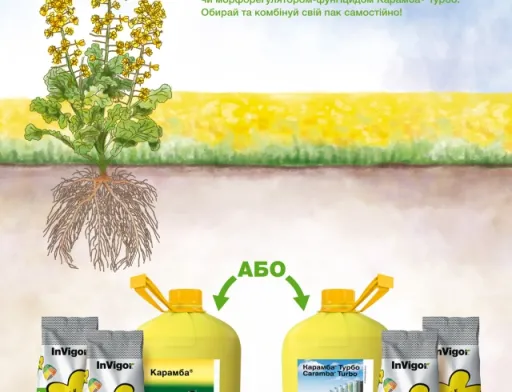 BASF оновив політику продажів насіння ріпаку