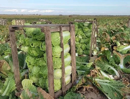 Волинське село забезпечує пекінською капустою весь регіон