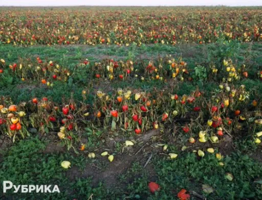 Тонни овочів залишились на полях — наслідки окупації Херсонщини