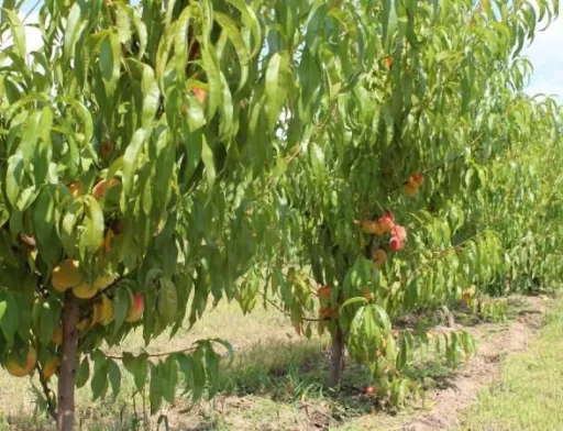 За 5 років площа персикових садів в Україні зменшилася на 21%