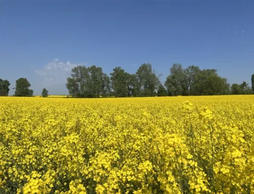Розмаїття використання ріпаку у світі сприяє його вирощуванню  в Україні – досвід фермерів