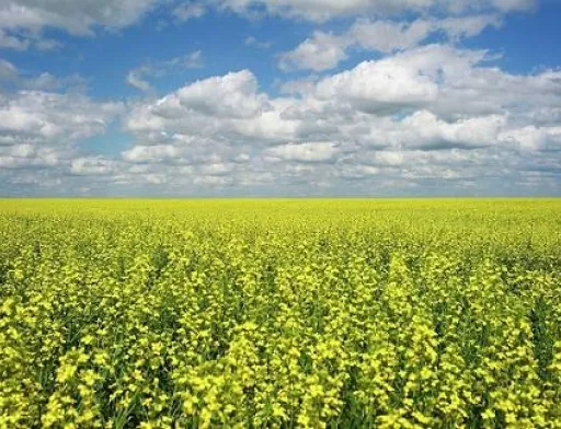 Китай готовий відкрити ринок для українського ріпаку