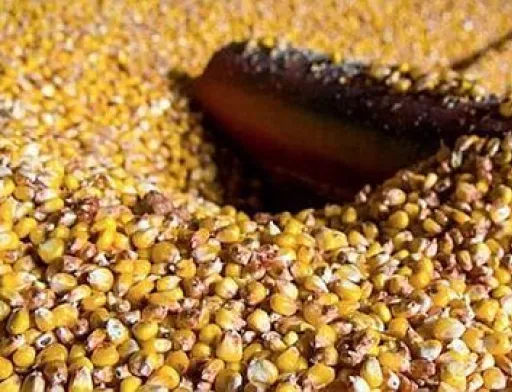 Покупці купують кукурудзу, проте ціни на підвищують