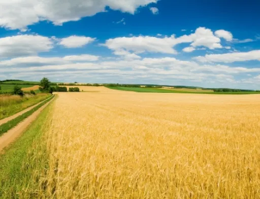 Сільське господарство в Білорусі адаптують до змін клімату