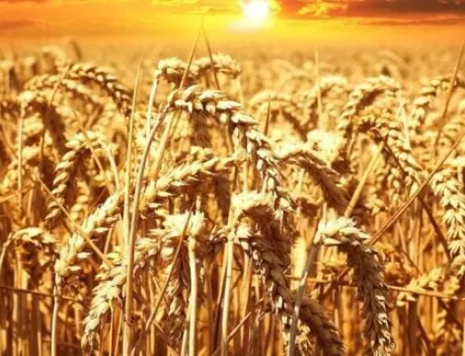 Уряд Польщі не дозволить українському зерну заполонити країну, – заява прем’єра