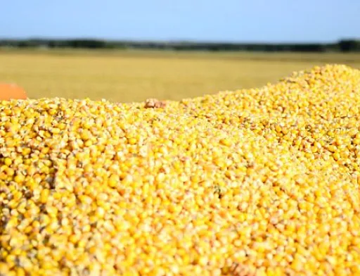 Високий попит на кукурудзу призвів до стрімкого зростання цін