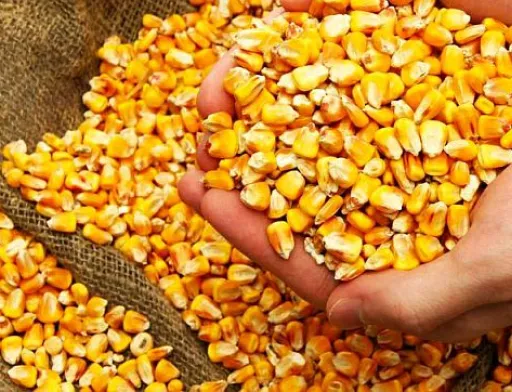 Фермери стримують продаж кукурудзи в очікуванні зростання цін