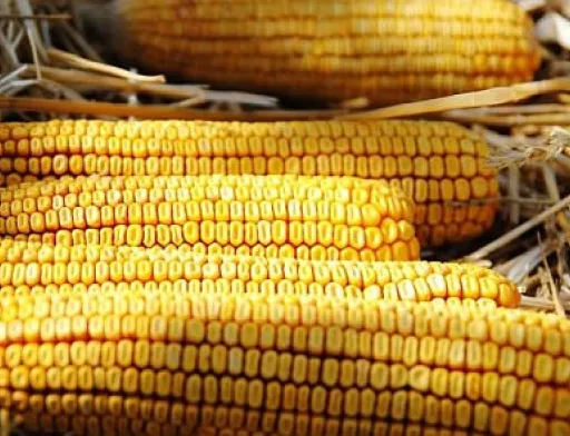 Аграрії стримують продаж кукурудзи в очікуванні кращої ціни