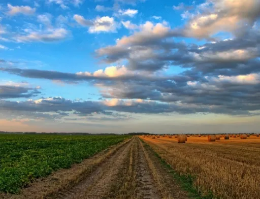 На Київщині чиновники Держгеокадастру незаконно продали 76 га землі