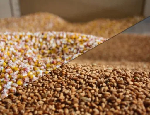 USDA оновив прогноз виробництва пшениці та кукурудзи в Україні