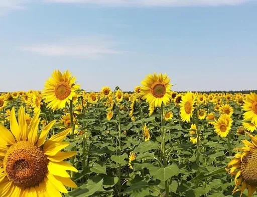 Аналітики знову знизили прогноз врожайності кукурудзи та соняшнику в ЄС
