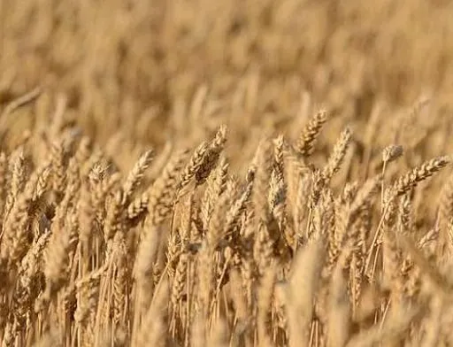 Прогноз врожайності пшениці в ЄС підвищено