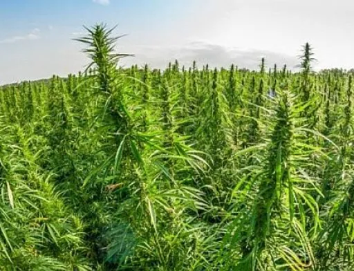 В наступному році в Україні засіють 8 тис. га промислових конопель