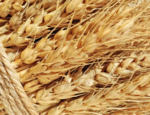 Згідно з оцінкою аналітиків USDA, очікується зростання експорту з країн Європейського Союзу, Канади, Бразилії та Росії. Отже, країни ЄС відновлять свою частку на світовому ринку