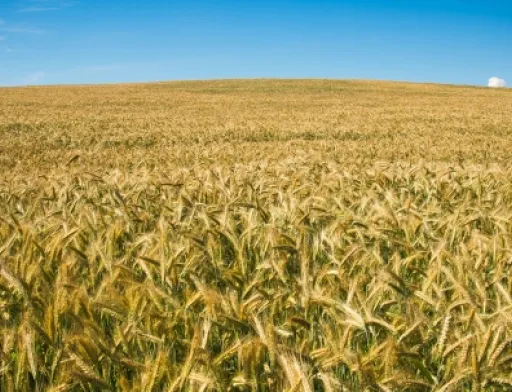 Пшениця може стати другою нафтою на найближчі роки, – експерт FAO