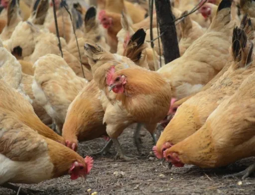 У 2019 році Україна оновила рекорд експорту м’яса птиці, — Інститут аграрної економіки