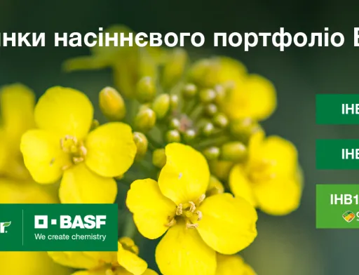 BASF виводить на ринок нові гібриди озимого ріпаку