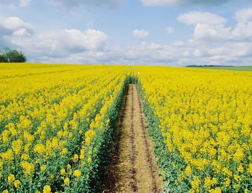 За умови використання сучасних гібридів і дотримання агротехнічних умов вирощування, озимий ріпак може бути дуже продуктивним, адже потенціал гібридів досягає 70 ц/га