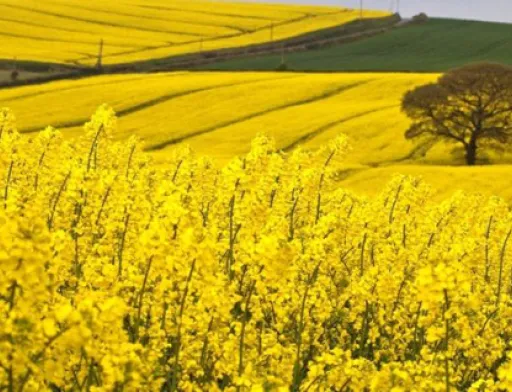 Corteva Agrisciences виведе на український ринок нові гербіциди для ріпаку