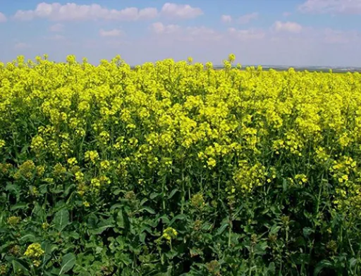 Експерти знизили прогноз врожаю ріпаку в ЄС в 2019 році до мінімуму за 13 років