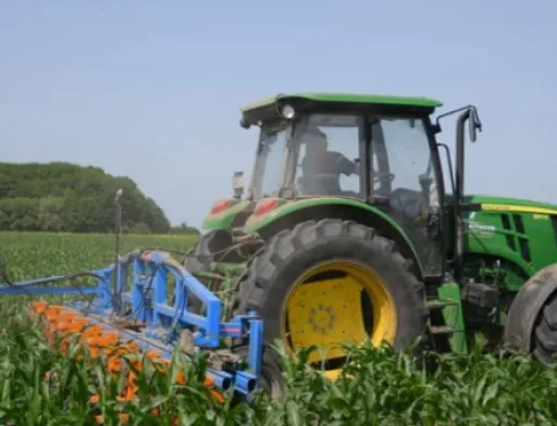 На Рівненщині підприємство вирощує продукцію «без пестицидів»