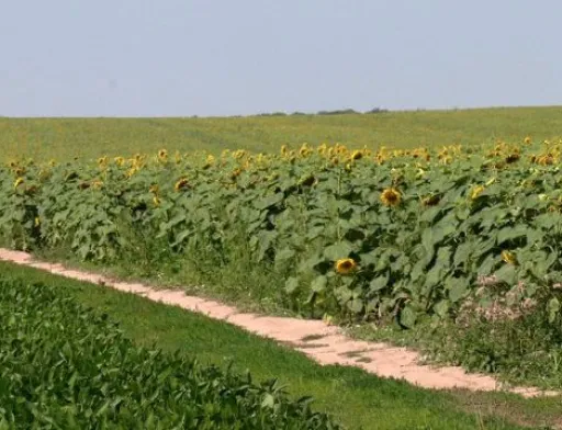 На Рівненщині влада відмовляється виділити селянам паї попри рішення суду