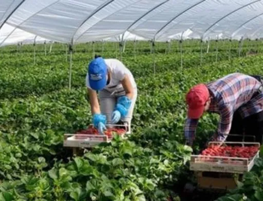 Фінляндія планує чартерами доставляти сезонних працівників з України