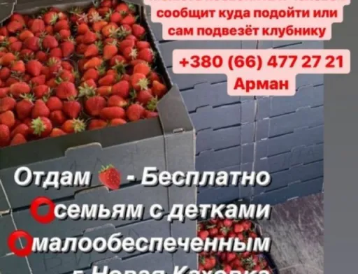 Херсонський фермер роздає полуницю малозабезпеченим аби не продавати її окупантам