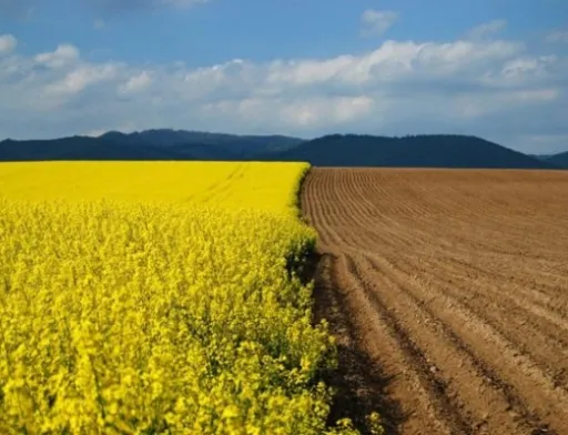 Чи загрожує Україні доля ринку землі в Аргентині?