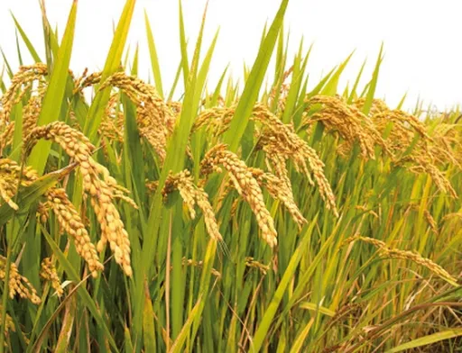 Corteva Agriscience презентує інноваційний гербіцид Дівікстон™ на основі молекули Rinskor™ active для виробників рису в Україні